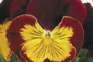 Viola wittrockiana Cats Red & Gold