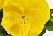 Viola wittrockiana Inspire DeluXXe Yellow