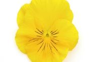 Viola wittrockiana Inspire DeluXXe Yellow