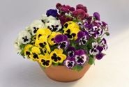 Viola wittrockiana Inspire DeluXXe Blotch Mix