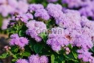 Ageratum houstonianum Hawaii Blue