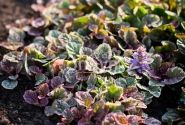 Ajuga reptans Burgundy Glow