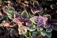Ajuga reptans Burgundy Glow