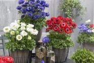Anemone coronaria Animo Double Mix
