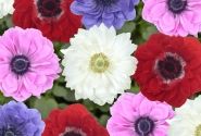 Anemone coronaria Animo Double Mix