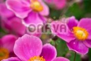 Anemone hupehensis Praecox