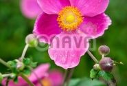 Anemone hupehensis Praecox