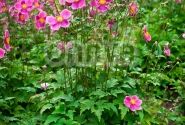 Anemone hupehensis Praecox