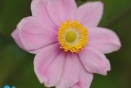 Anemone hupehensis Serenade