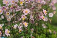 Anemone hupehensis Serenade