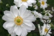 Anemone hupehensis Whirlwind