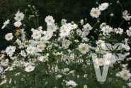 Anemone hupehensis Whirlwind
