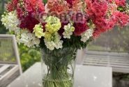 Antirrhinum majus Madame Butterfly Mix