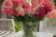 Antirrhinum majus Madame Butterfly Mix