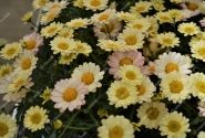 Argyranthemum frutescens Aramis Apricot