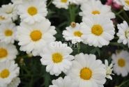 Argyranthemum frutescens Aramis Milk