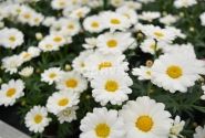 Argyranthemum frutescens Aramis Milk