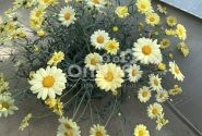 Argyranthemum frutescens Aramis Lemon