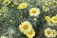 Argyranthemum frutescens Aramis Lemon
