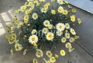 Argyranthemum frutescens Aramis Lemon