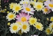 Argyranthemum frutescens Aramis Lemon & Pink