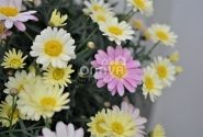 Argyranthemum frutescens Aramis Lemon & Pink