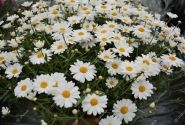 Argyranthemum frutescens Aramis Mega White