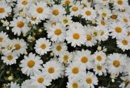 Argyranthemum frutescens Aramis Mega White
