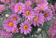 Argyranthemum frutescens Aramis Pink Eye