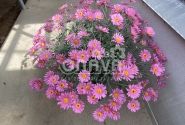 Argyranthemum frutescens Aramis Pink Eye