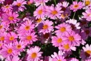 Argyranthemum frutescens Aramis Classic Rose