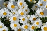 Argyranthemum frutescens Aramis Snow