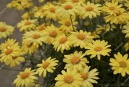 Argyranthemum frutescens Aramis Sun