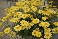 Argyranthemum frutescens Aramis Sun