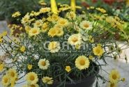 Argyranthemum frutescens Aramis Yellow