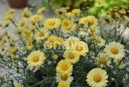 Argyranthemum frutescens Aramis Yellow