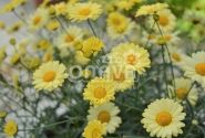 Argyranthemum frutescens Aramis Yellow