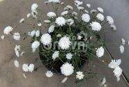 Argyranthemum frutescens Aramis Double White