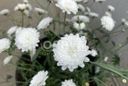 Argyranthemum frutescens Aramis Double White