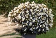 Begonia benariensis Big White with Bronze Leaf