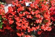 Begonia benariensis Big DeluXXe Red with Bronze Leaf