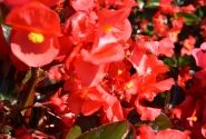 Begonia benariensis Big DeluXXe Red with Bronze Leaf