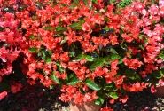 Begonia benariensis Big DeluXXe Red with Green Leaf