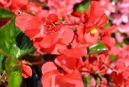 Begonia benariensis Big DeluXXe Red with Green Leaf