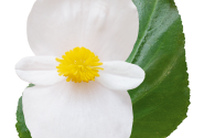 Begonia benariensis Big DeluXXe White Green Leaf