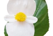 Begonia benariensis Big DeluXXe White Green Leaf