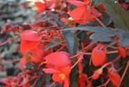 Begonia boliviensis Bellavista Dark Leaf Red