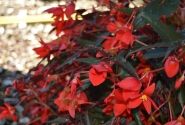 Begonia boliviensis Bellavista Dark Leaf Red