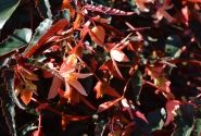Begonia boliviensis Bellavista Dark Leaf Salmon