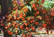 Begonia boliviensis Bellavista Deep Orange